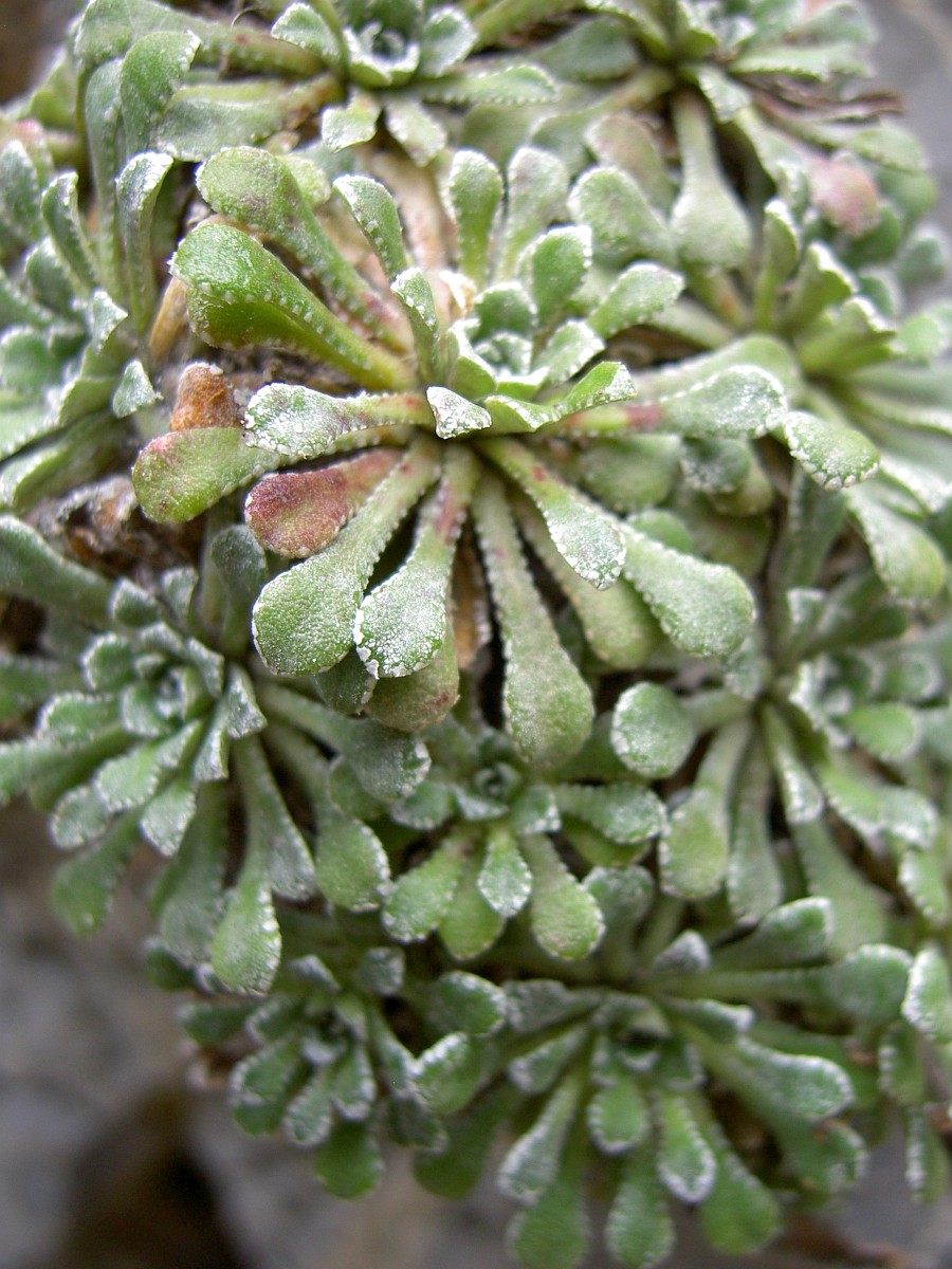 Saxifraga cochlearis